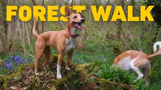 🎹 TV For Dogs To Watch 🐾 Peaceful Dog Walk through Bluebell Woods 🌳 Classical Piano Music 4K HDR