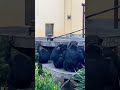 台から落っこちる4歳チンパンジーのロジャー chimpanzee roger falls from the standstill 【京都市動物園】