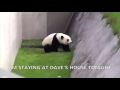 Carl Drunk Panda