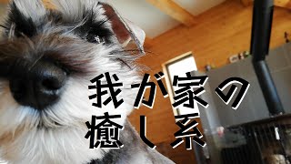 ひたすらに子犬に癒された とある休日　～ミニチュアシュナウザーのコノさん～　 Miniature Schnauzer puppy