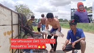 เหมาสระลงแห ที่บ้านหนองสรวง ขามทะเลสอ โคราช บัตร 500/100 #หว่านแห #หว่านแหจับปลา