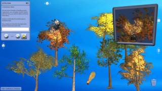 Trees - Coniferous vs. Deciduous (Studio)