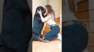 The best couple So much love❤️ #Shorts #rottweiler #dogs