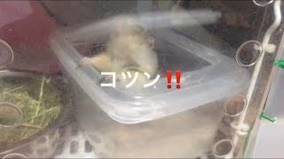 砂浴びの容器のフタが・・⁉️〜リチャードソンジリスのメロン