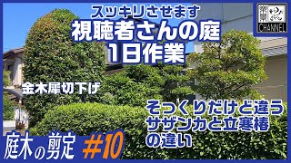 視聴者さんからのご依頼　金木犀と立寒椿切り下げ　サザンカとタチカンの違い