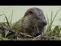 eurasian otter species guide appearance diet habitat behavior stats and conservation status