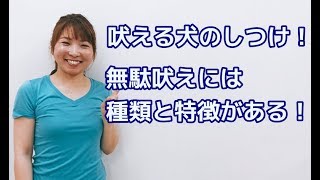 無駄吠えには種類と特徴がある！？【犬のしつけ＠横浜】by遠藤 エマ トレーナー