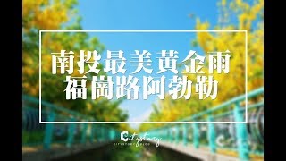 【南投市賞花推薦】福崗路阿勃勒大道-夏季限定版黃金雨