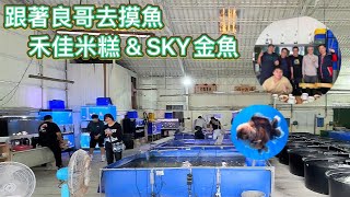 愚人節跟著良哥去摸魚1-禾佳米糕\u0026SKY金魚/社群魚友相見歡/泰國獅頭鑑賞說明/Follow Brother Liang to catch goldfish/Taiwan Goldfish Farm