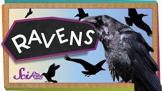 Ravens Are Super Smart! | Animal Science for Kids