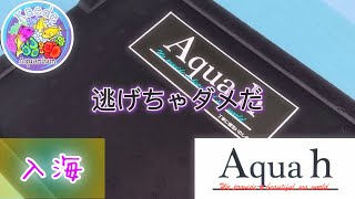 【海水魚水槽】ナガレハナサンゴフィナーレ‼️Aqua hさんありがとう✨#海水水槽#サンゴ水槽#marineaquarium#癒し#猫#マンチカン#ナガレハナサンゴ#aquah#綺麗