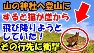 山の神社へ登山に。すると猫が崖から飛び降りようとしていた！その行先に衝撃【猫の不思議な話】【朗読】