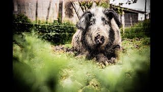 Das Leasing-Modell vom Allgäuer Weideschwein im Ostallgäu