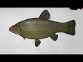 russian fishing 4 copper lake trophy kvolsdorfsky tench