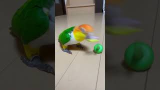 輪投げしようって思ってんけどなぁ😅　#シロハラインコ