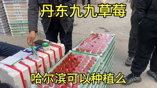 2024.4.22草莓又涨价，龙想把老家30亩地种草莓，丹东大哥给说法