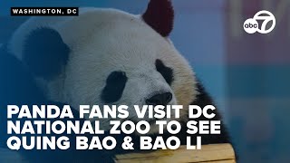 Pandamoniummm! People flock to DC Zoo to meet Giant Pandas Quing Bao and Bao Li