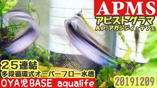 【APMS／アピストマンション】多段循環式オーバーフロー水槽Ap.アガシジィ・テフェの激おこフィンスプレッディング ／アピストグラマ、アドケタ、インカ、アルトタピチェ、アクアリウム、20191209