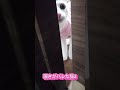 覗きがバレた猫2🐈