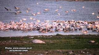 Pelicans in Israel צביקה מונר מארח - שקנאים אורחים 10/2011