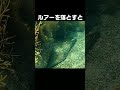 【海釣り】海の中の