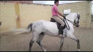 Emperador - Andalusian grey fairty tale gelding for sale ~thebestspanishhorses.com