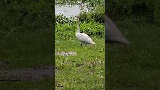 Trumpeter Swans at Magee Marsh/Ottawa Refuge, Ohio. Part 2.