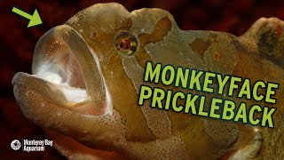 Feeding The Monkeyface Prickleback! | The Critter Corner
