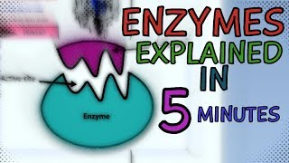 ENZYMES | ENZYME FUNCTION EXPLAINED IN 5 MINUTES | HOW DO ENZYMES WORK? SUPER FAST!