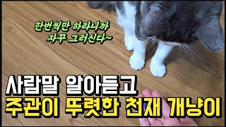 상위 1% 천재 고양이의 사랑법