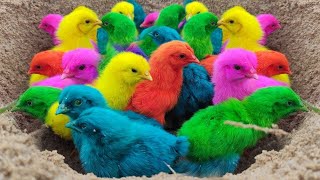 Menangkap Ayam Lucu, Ayam Warna Warni, Ayam rainbow, Ayam Pelangi, Bebek, Kelinci, Dunia Hewan Lucu