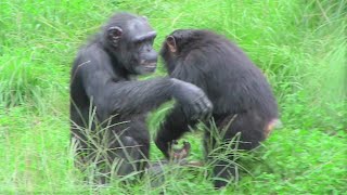 リュウ家族と双子ガール  201  Ryu family \u0026 twin girls  chimpanzee