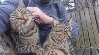 The Most Heartwarming Thing You'll See Today: Stray Cats Finding Comfort.