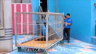 【トド】ジュニアくんのお引越し（伊勢シーパラダイス／水族館）