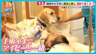 【密着】闘病中の子どもたちに“勇気と癒し”…病院で働く犬｢ファシリティドッグ」とは？【めざまし８ニュース】