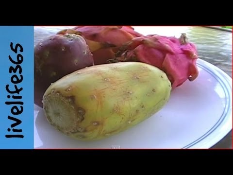 How to...Eat Cactus Fruit (Prickly Pear) How to...Eat Cactus Fruit (Prickly Pear)