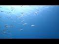 【湘南 体験ダイビング】ビギナーダイバーでも見れるキラキラの世界✨青い海を泳ぐ魚たち🐟