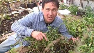 Vietnamese Coriander aka Rao Ram Perennial Herb and How to Propagate