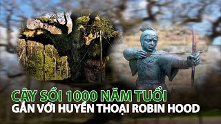 Cây sồi 1.000 năm tuổi gắn với huyền thoại Robin Hood | VTC14