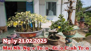 Ngày 21/02 - Bán Mai Nhị Ngọc Toàn - Giảo Cánh Tròn - SBBL