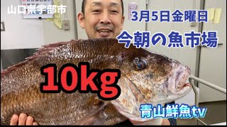 【天然タイ10kg】【魚市場】今朝の魚市場3月5日金曜日の水揚げ状況