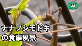 ナナフシモドキの食事と歩き方が面白い！