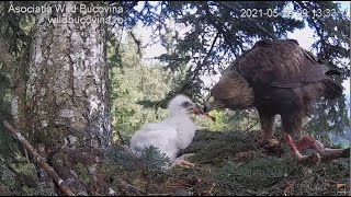 Bucovina Golden Eagles ~ Female Eagle Brings In Rabbit Carcass! Chick Swallows A Big Bone! 5.29.21