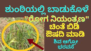 GINGER DISEASE information in kannada