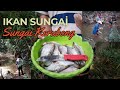 Hari pertama pergi memancing di Sungai Kerubong Part 1