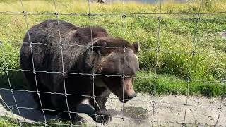 Alaska Grizzly bears disagree on turf.