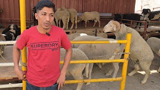 Top Quality Heavyweight vilayati sheep's | pure Pathankot vilayati mende available | Marino mende