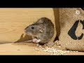 चूहों के बारे मेंं 10 रोचक बातें चूहों के बारे में अमेजिंग तथ्य mouse fact rat fact rat