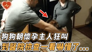 狗狗對懷孕女主人一直狂叫，去醫院檢查後，結果讓人嚇出一身冷汗！#出乎意料 #意想不到 #不可思议 #奇迹 #心灵脉冲