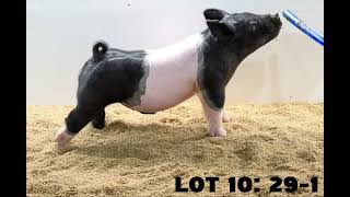 The Showpig Lineup: Episode 2 - January 5th Sales